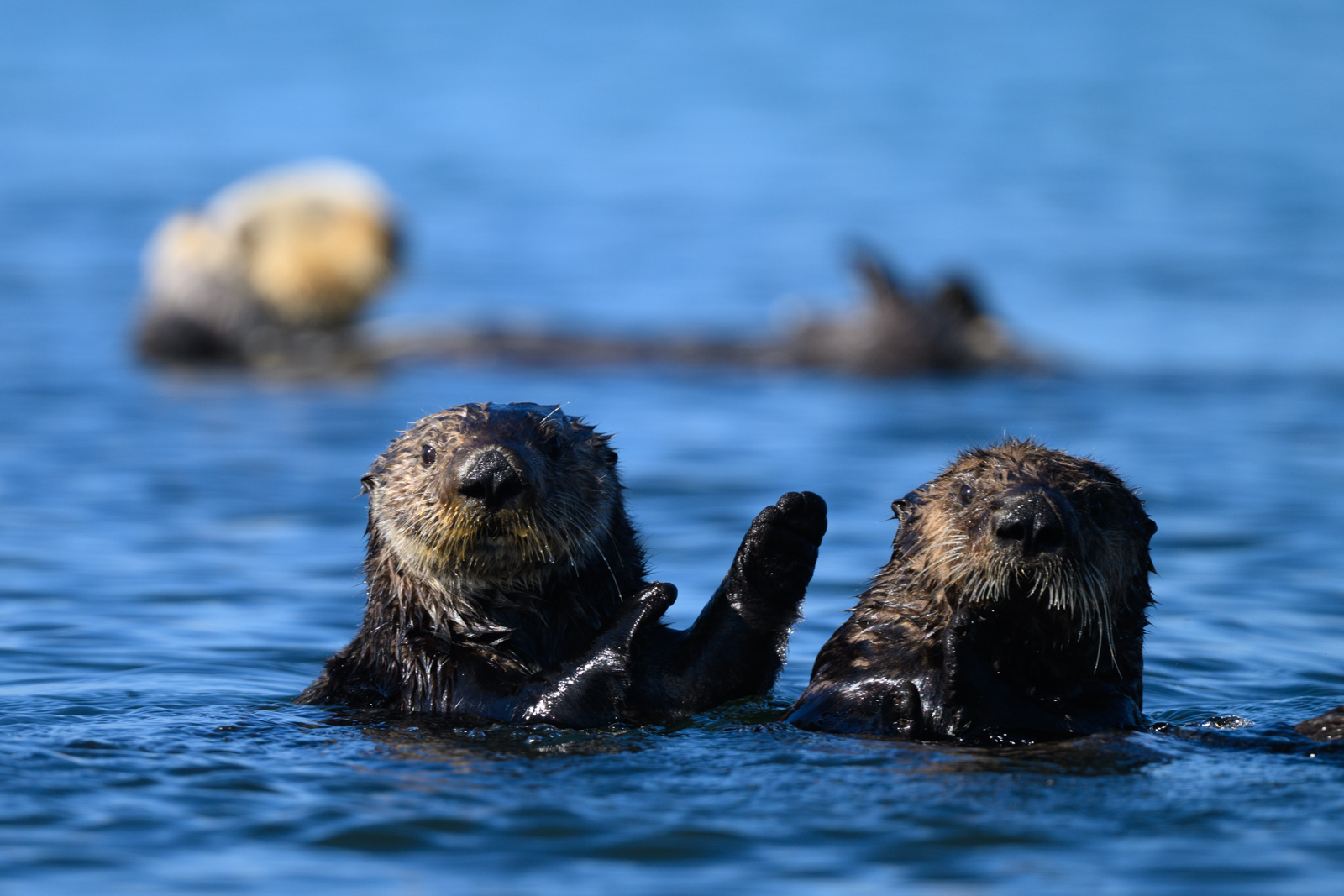 Sea otter trying to lean on a neighboring sea otter, winter, Elkhorn Slough