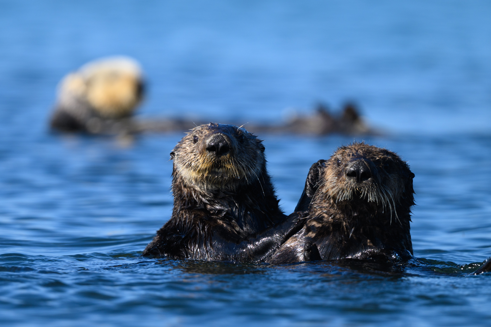 Sea otter trying to lean on a neighboring sea otter, winter, Elkhorn Slough