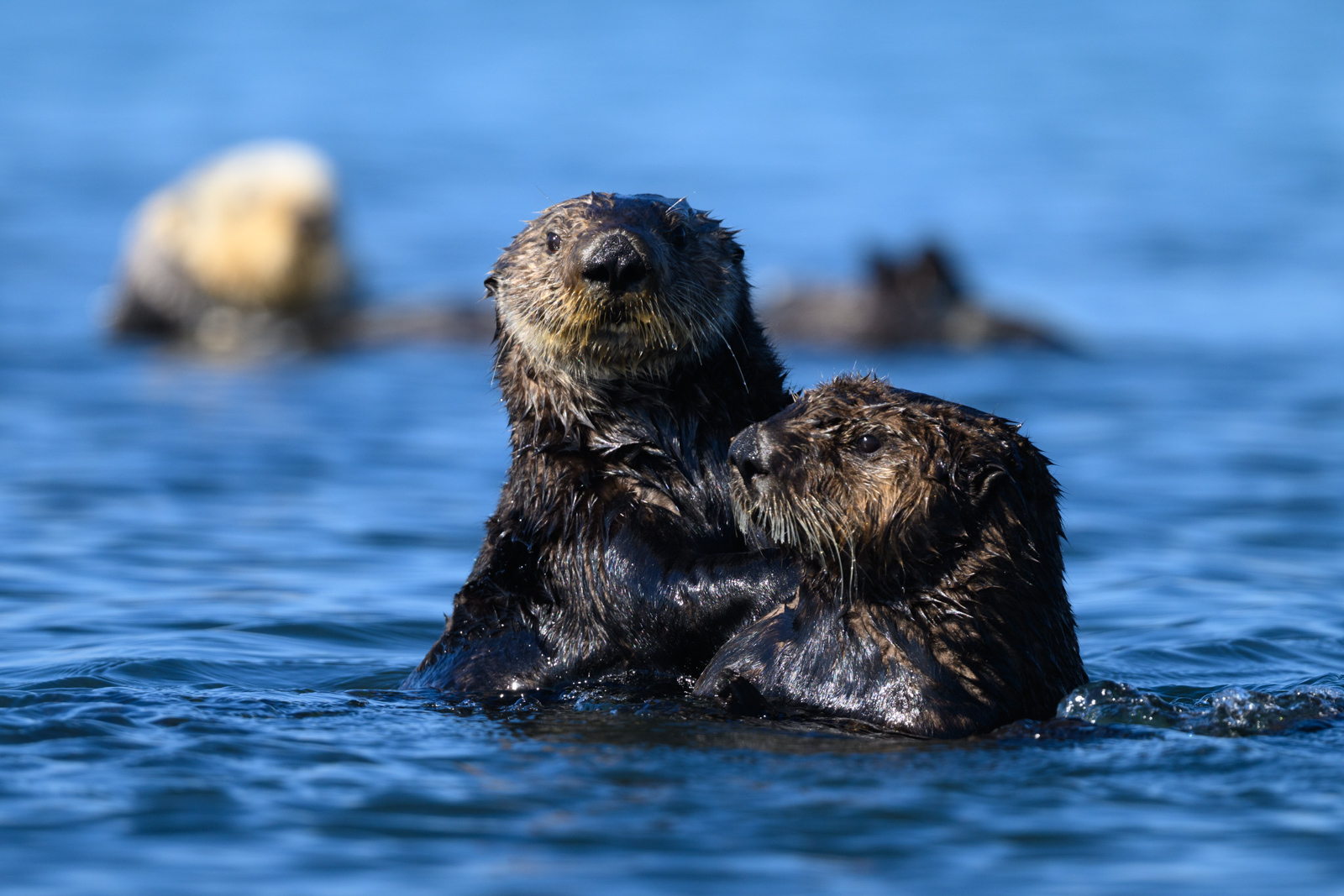 Sea otter trying to lean on a neighboring sea otter, winter, Elkhorn Slough
