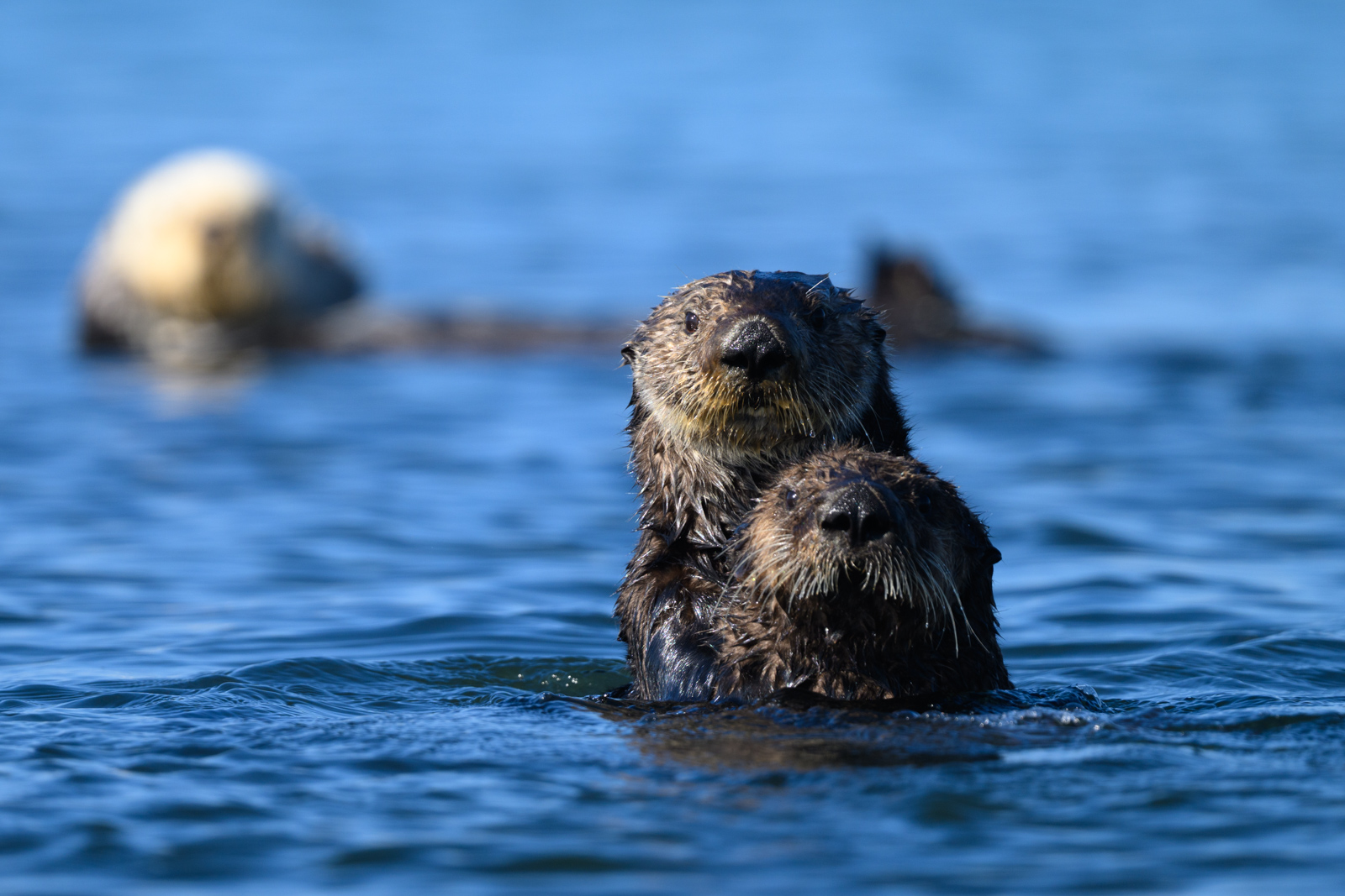 Sea otter riding on another sea otter’s back, winter, Elkhorn Slough