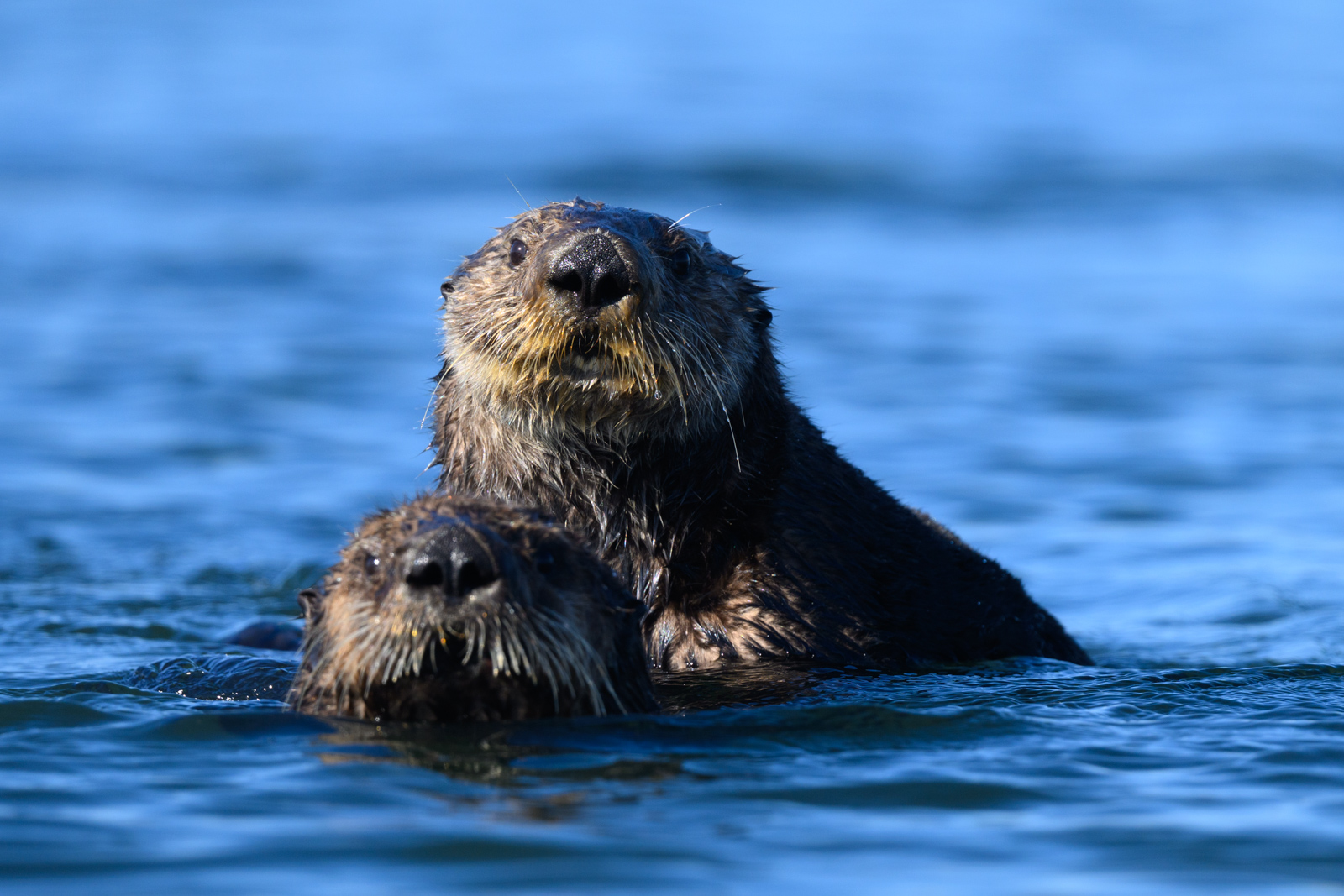 Sea otter riding on another sea otter’s back, winter, Elkhorn Slough