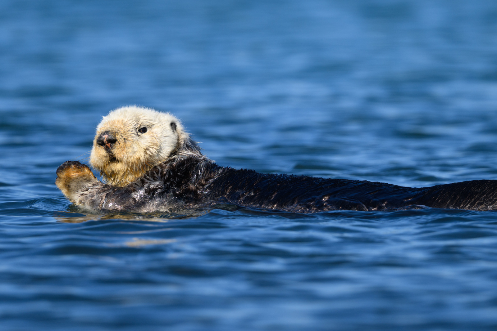 Sea otter relaxing, winter, Elkhorn Slough
