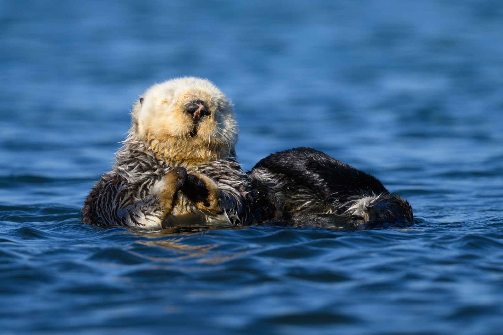 Sea otter scratching its back, winter, Elkhorn Slough