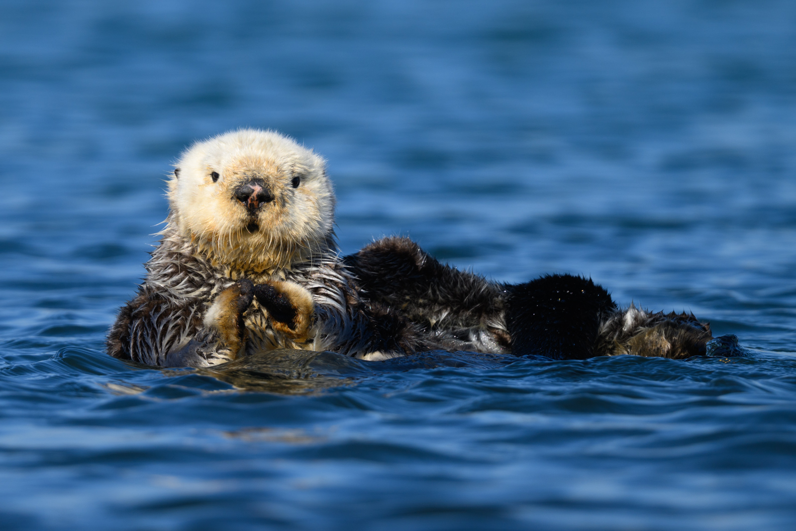 Sea otter scratching its back, winter, Elkhorn Slough