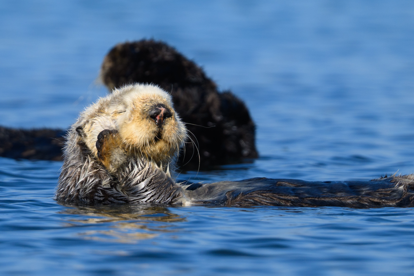Sleepy sea otter, winter, Elkhorn Slough