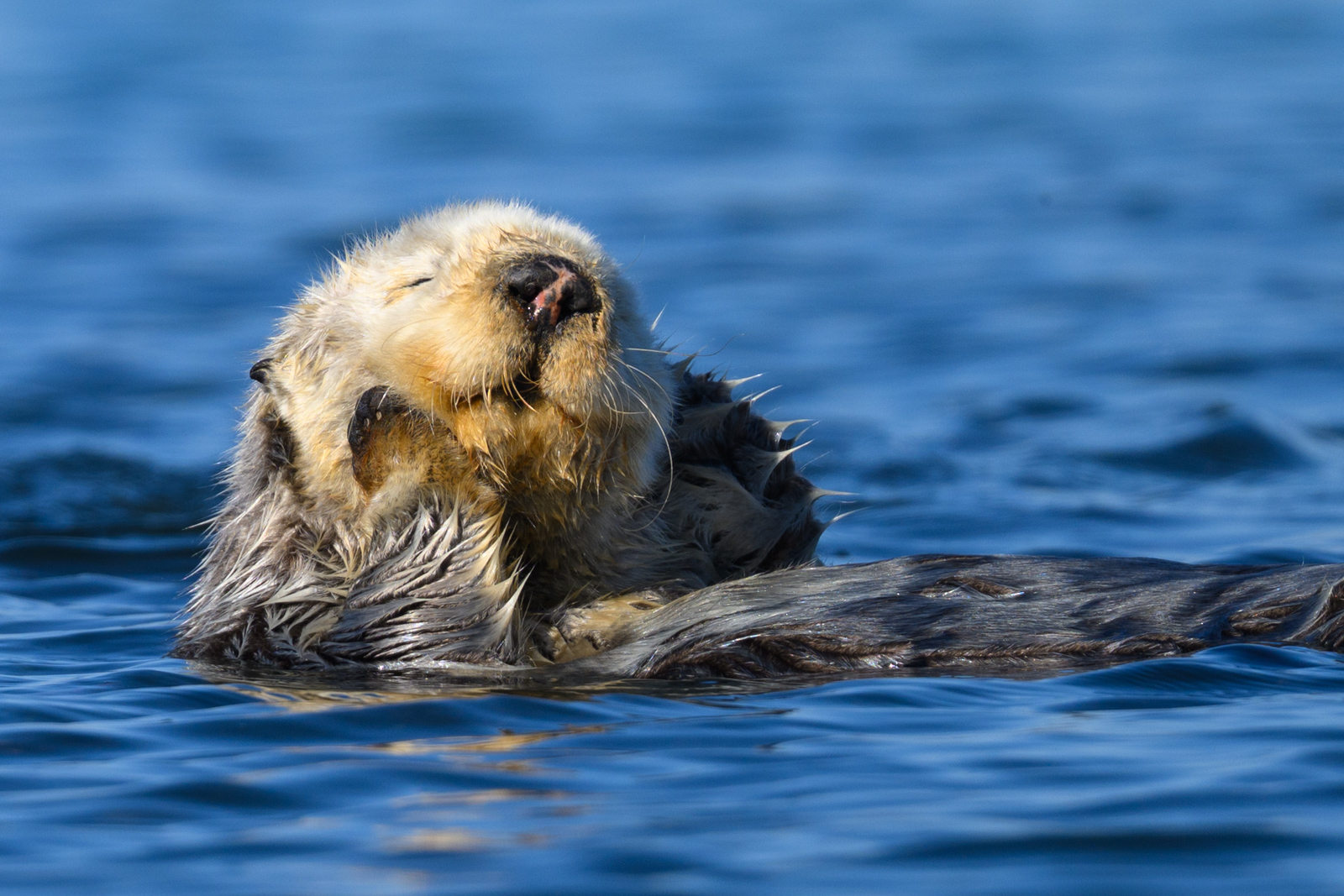 Sleepy sea otter, winter, Elkhorn Slough
