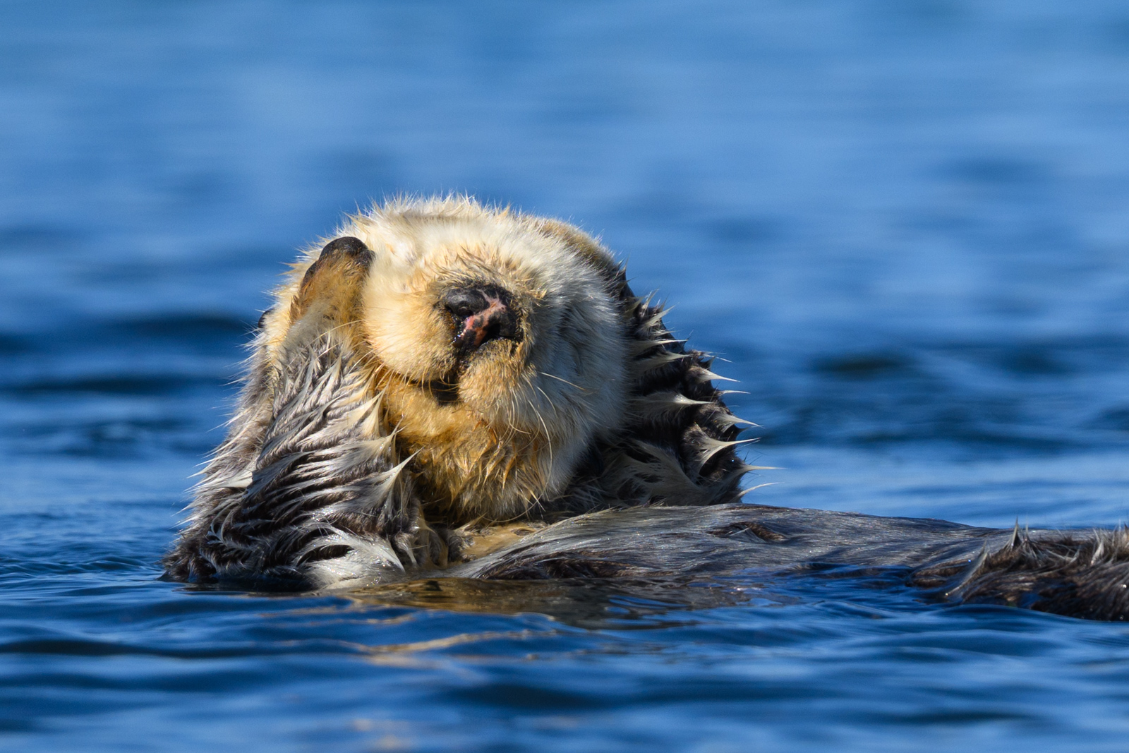 Sleepy sea otter, winter, Elkhorn Slough