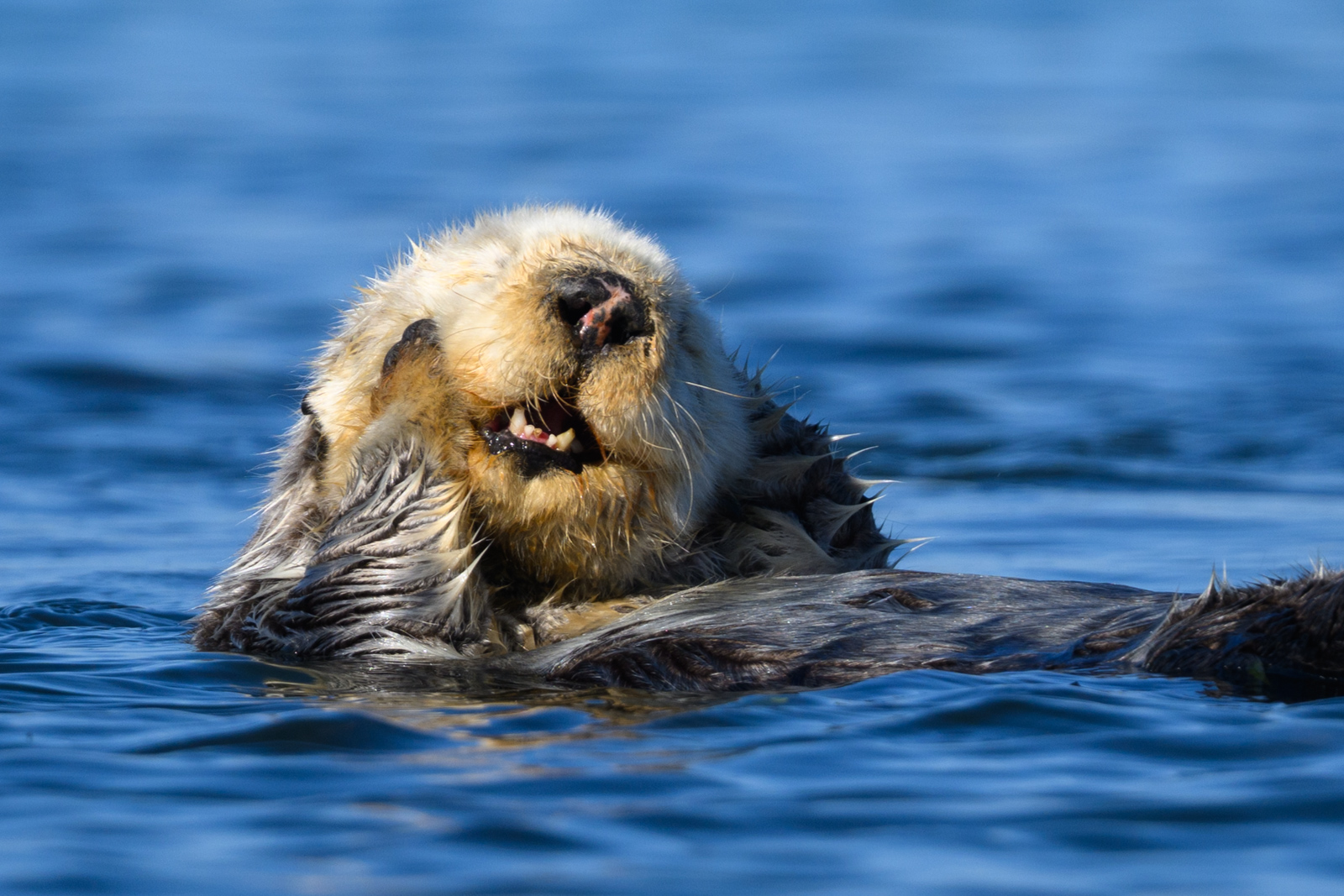 Sleepy sea otter, winter, Elkhorn Slough