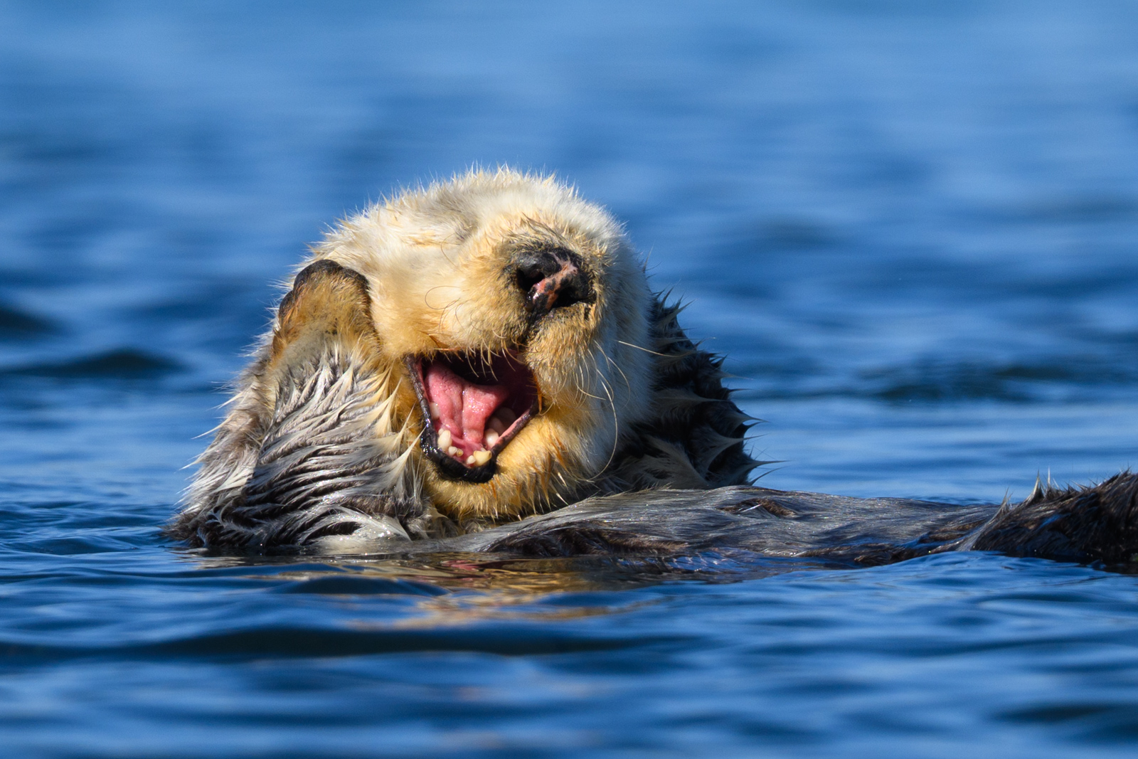 Sleepy sea otter, winter, Elkhorn Slough