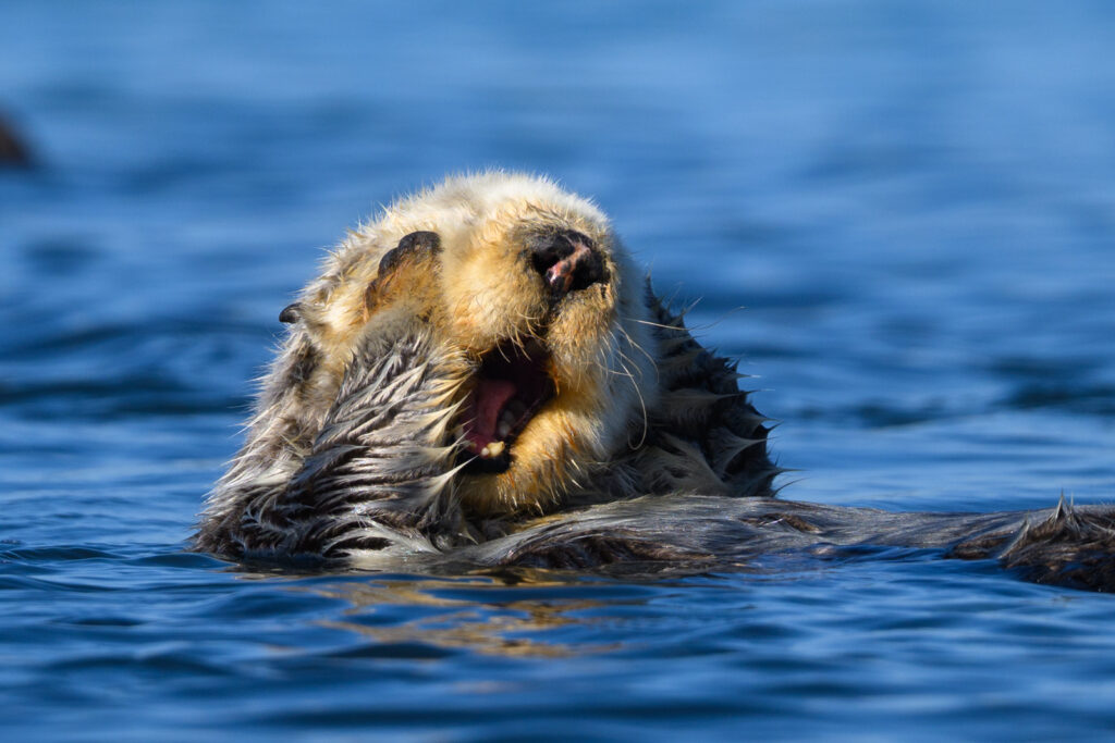 Sleepy sea otter, winter, Elkhorn Slough