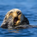 Sleepy sea otter, winter, Elkhorn Slough