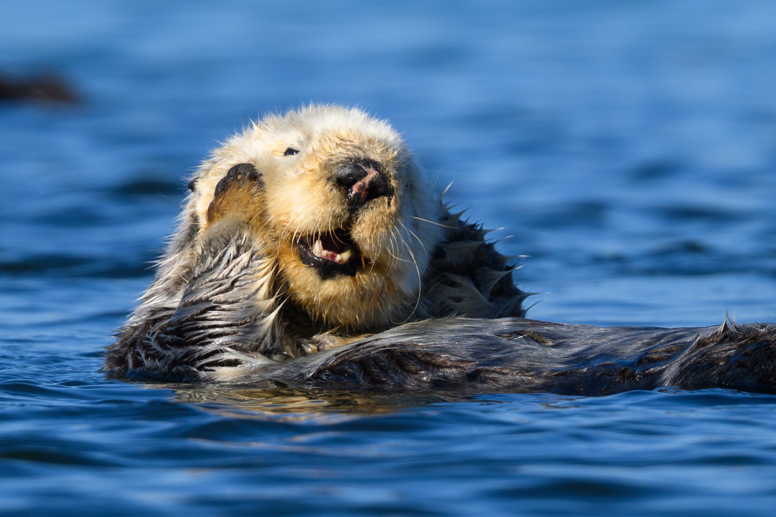 Sleepy sea otter, winter, Elkhorn Slough