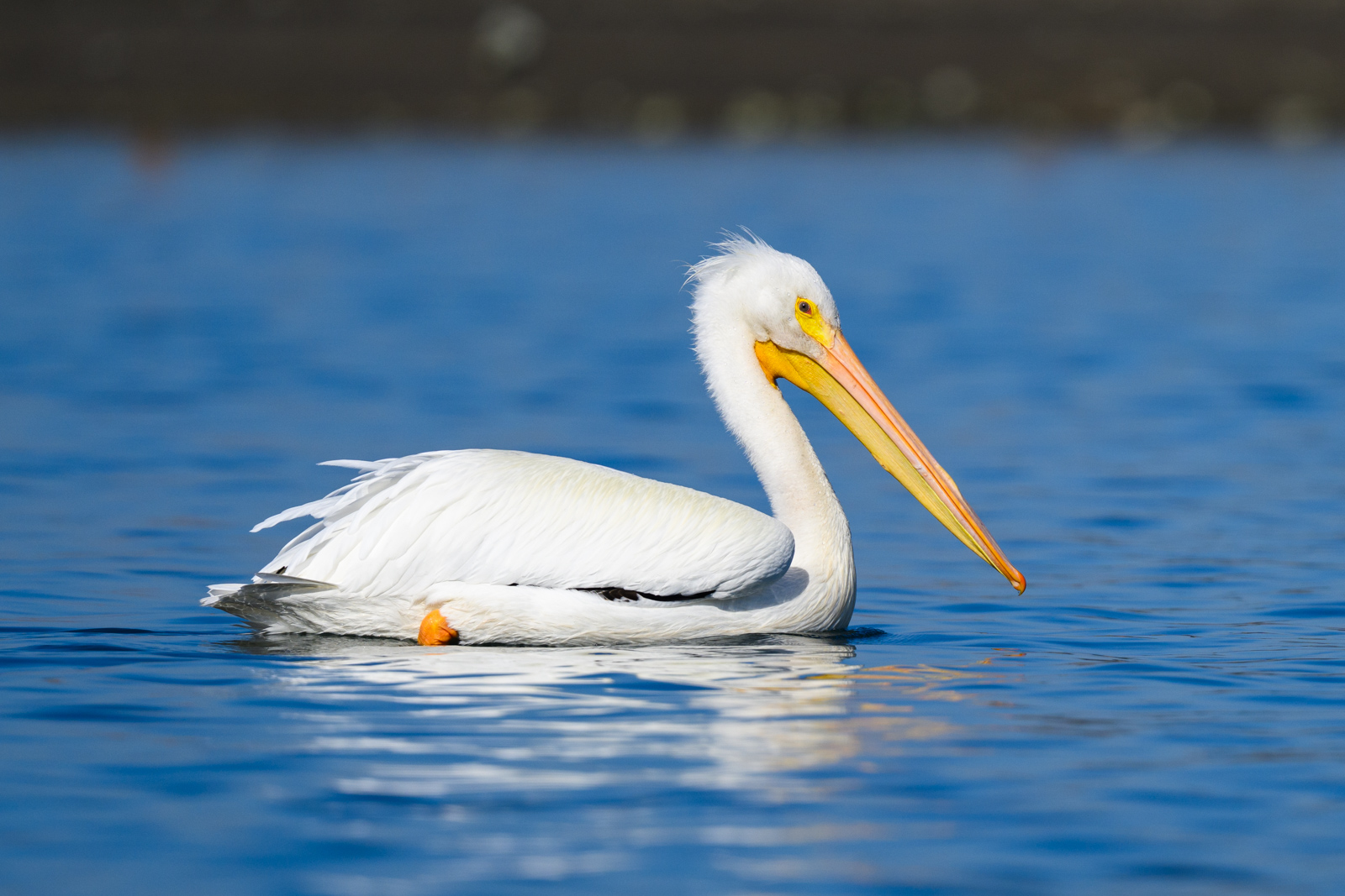 American White Pelican floating on the water, winter, Elkhorn Slough