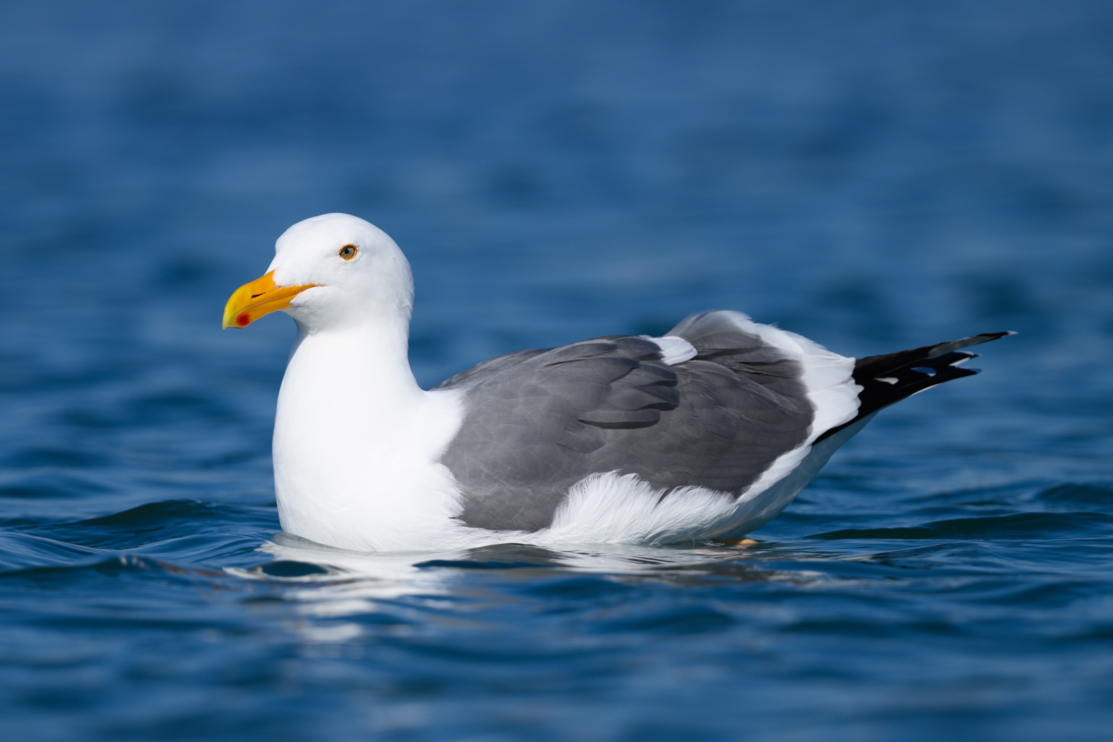 Western Gull floating on the water, winter, Elkhorn Slough