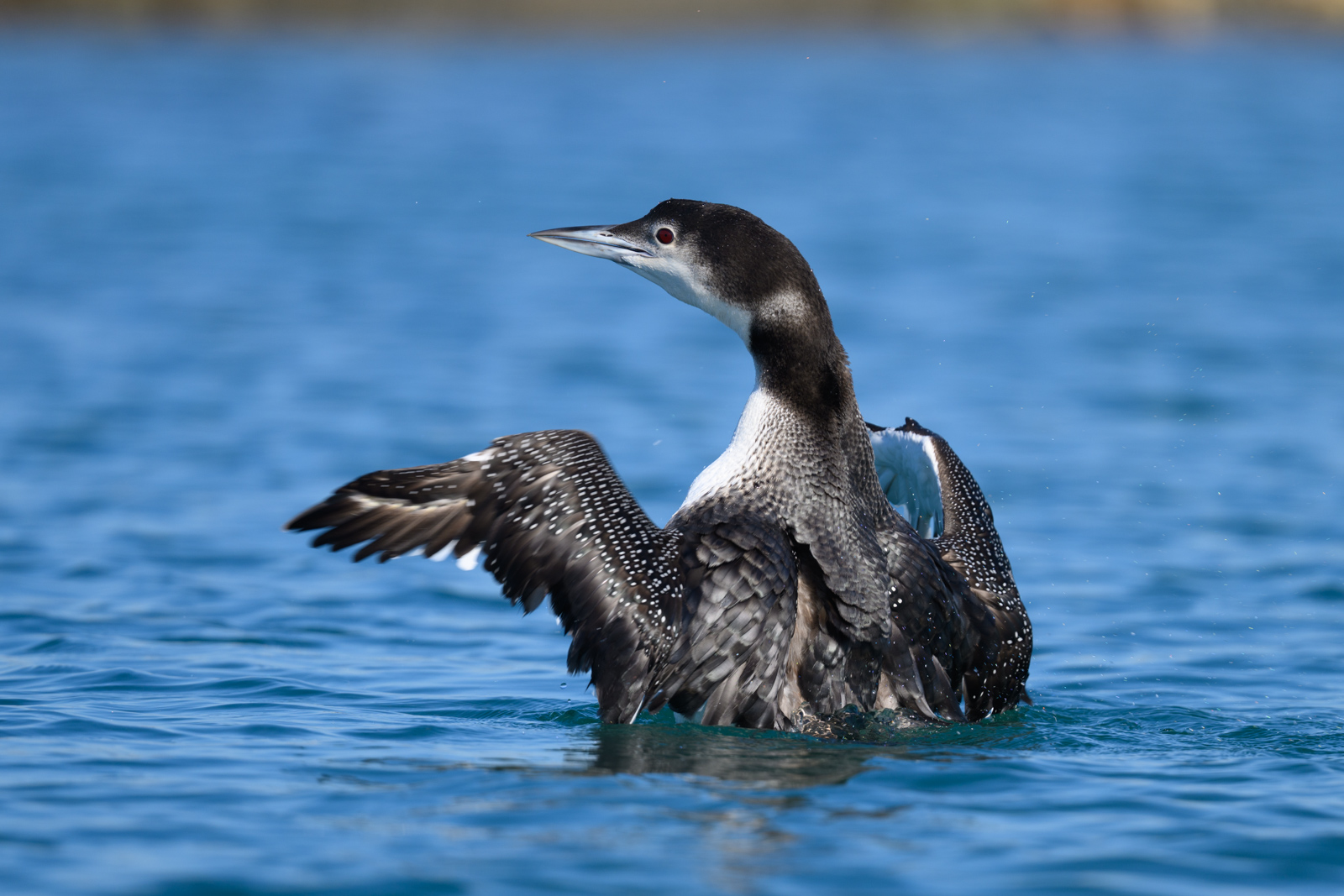 Common Loon spreading its wings on the water, winter, Elkhorn Slough