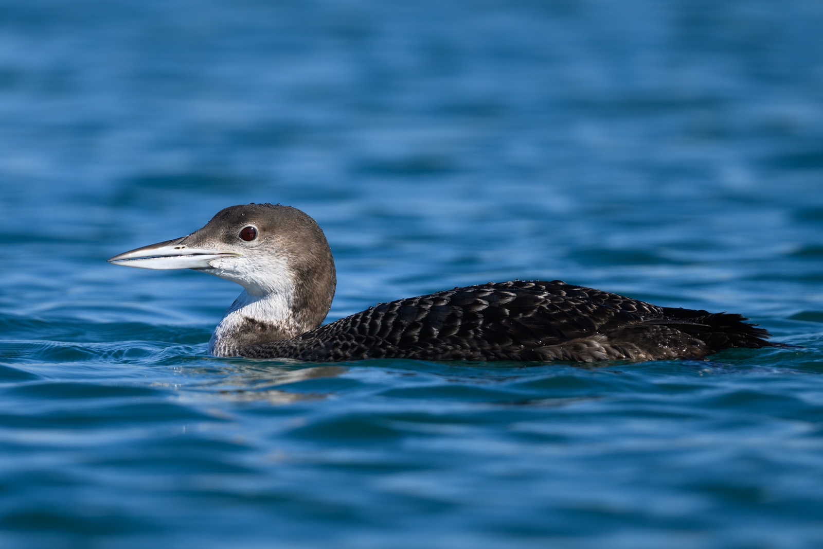Common Loon swimming, winter, Elkhorn Slough