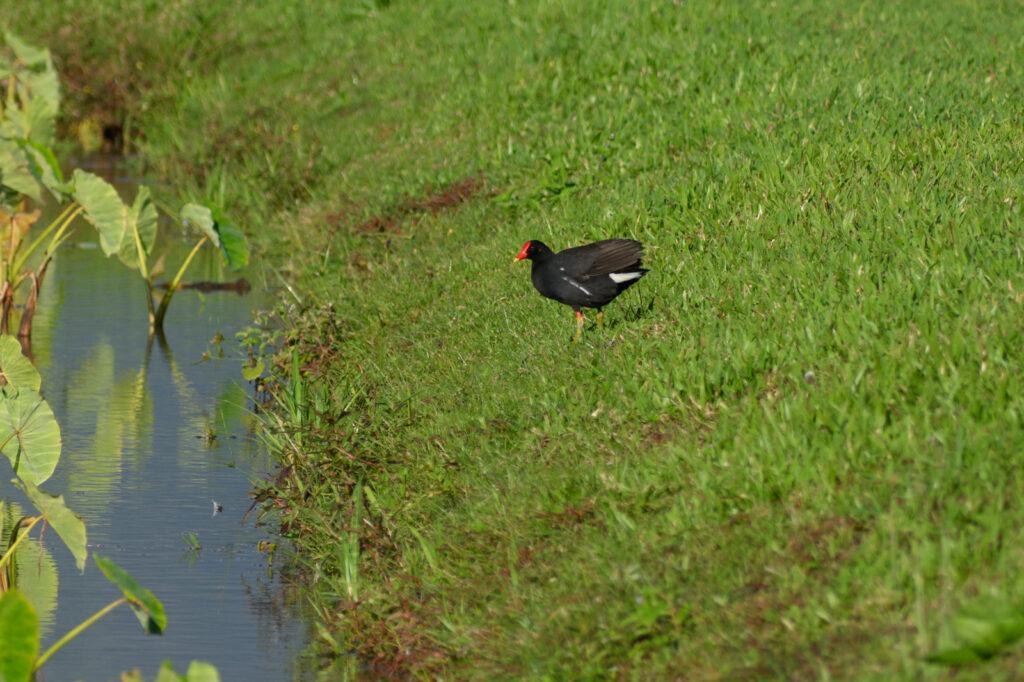 Hawaiian Gallinule, a subspecies of the Common Gallinule.