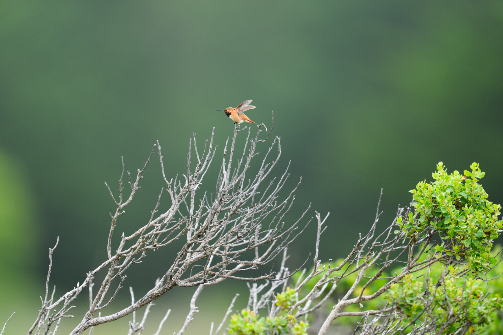 アカフトオハチドリ（Rufous Hummingbird）