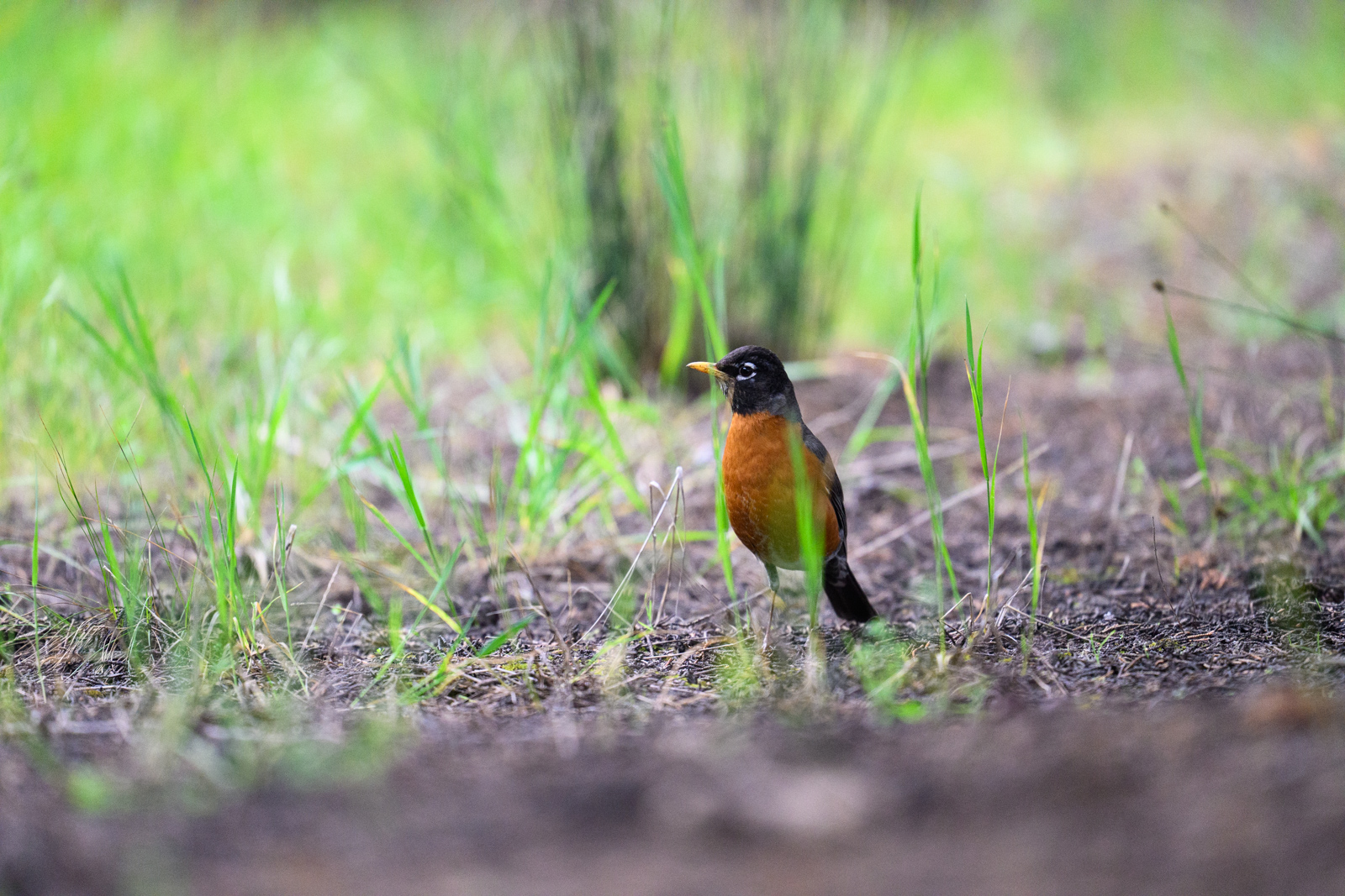 こちらも茶系の色合いが印象的なコマツグミ（American Robin）。