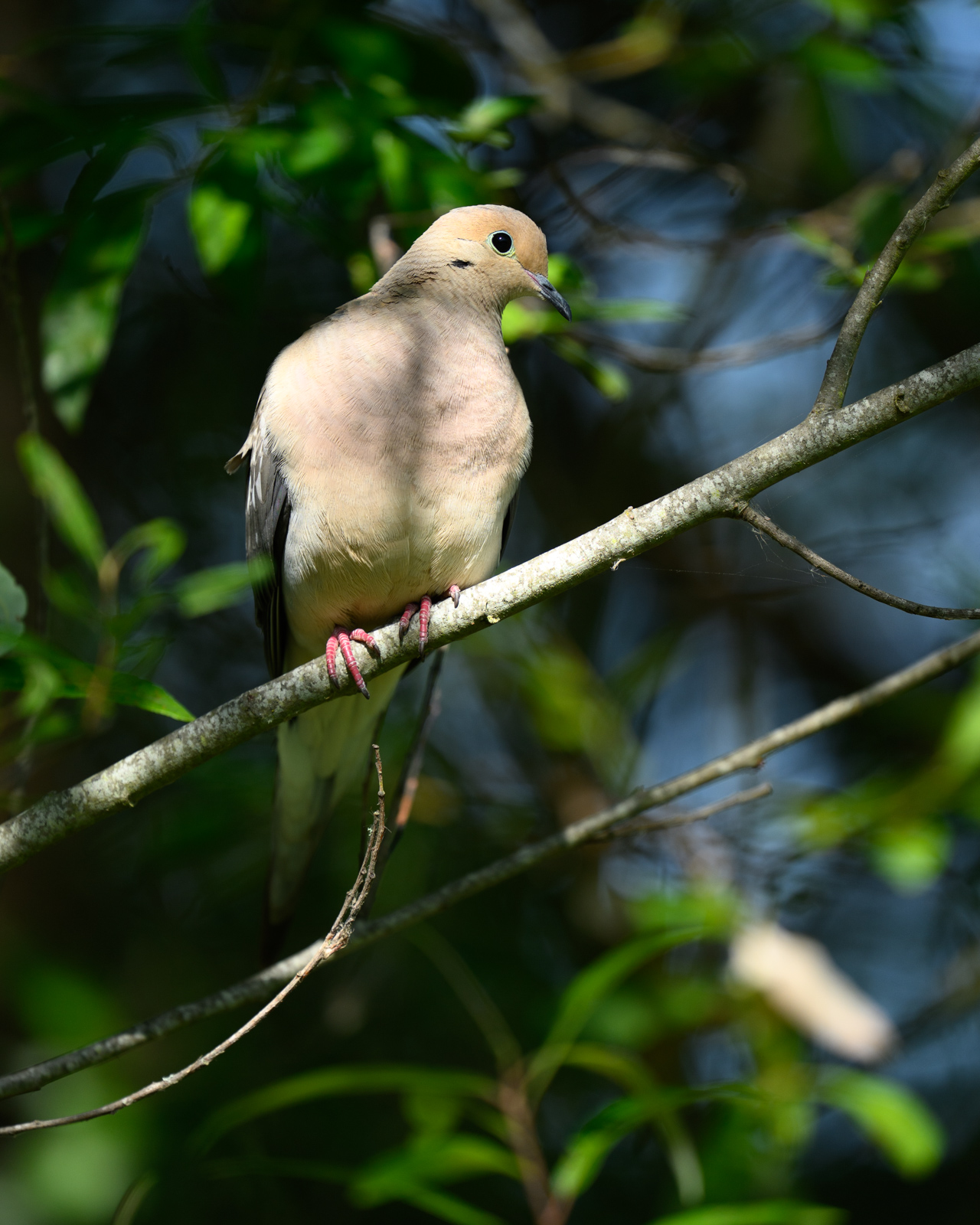 ナゲキバト（Mourning Dove）