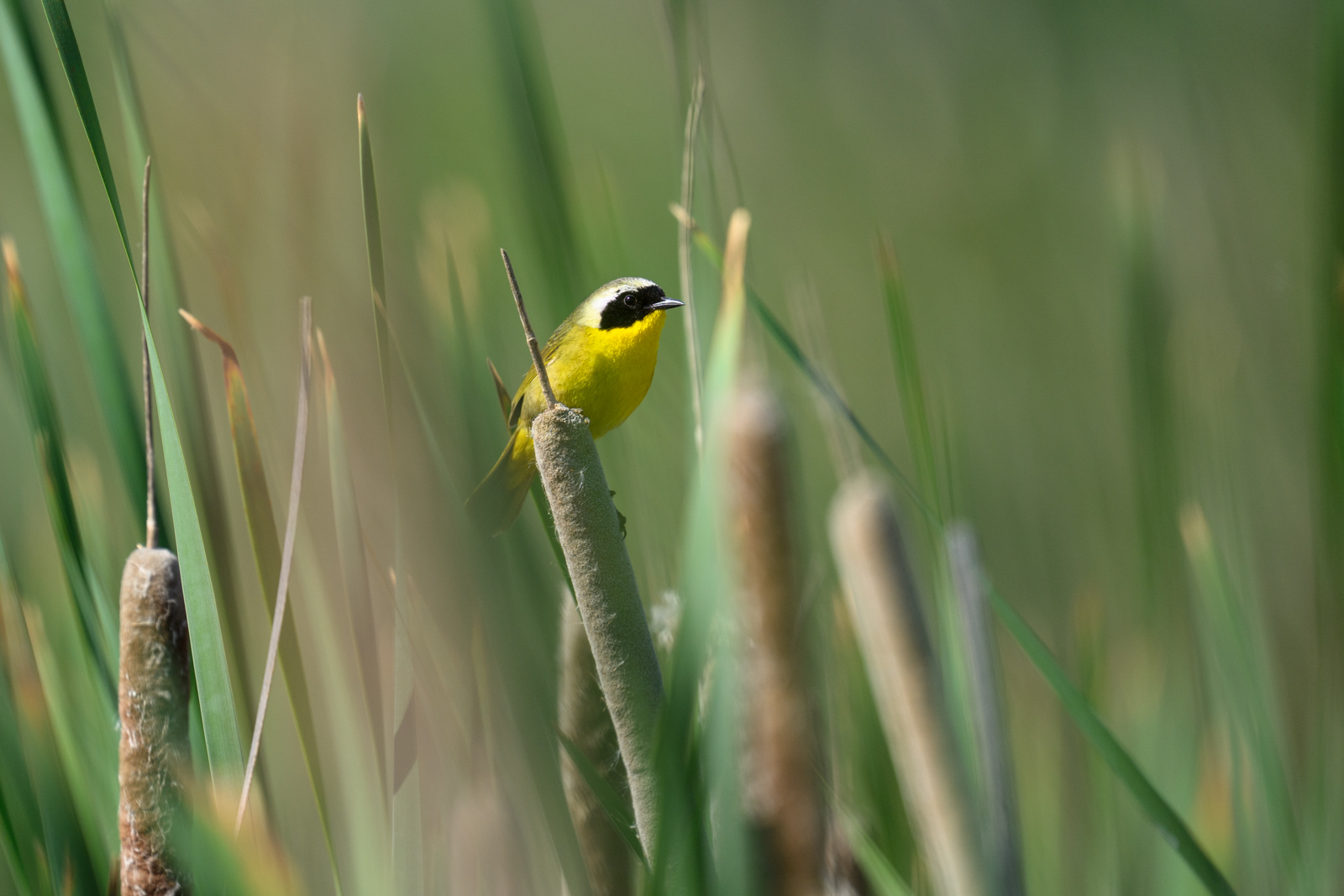 色鮮やかなカオグロアメリカムシクイ（Common Yellowthroat）