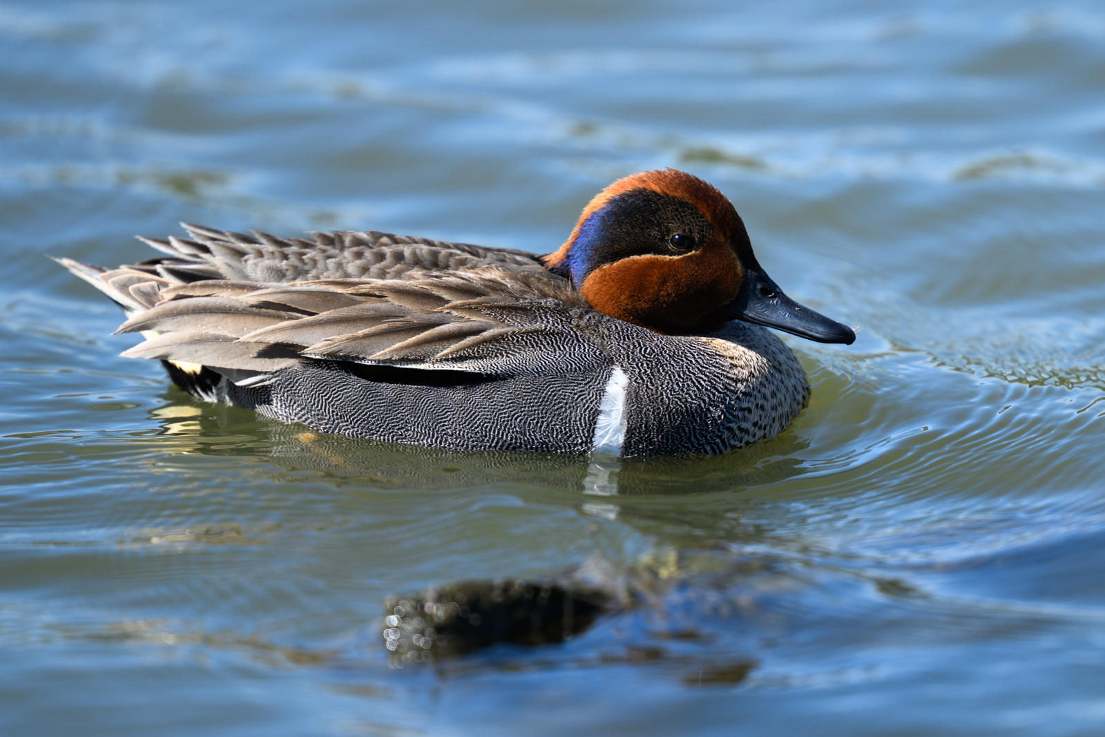 アメリカコガモ（Green-winged Teal）