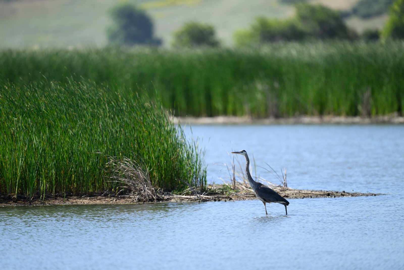 オオアオサギ（Great Blue Heron）