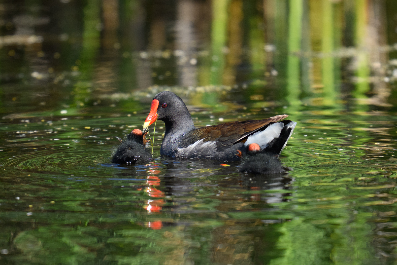 バン（Common Gallinule）が子育て中。