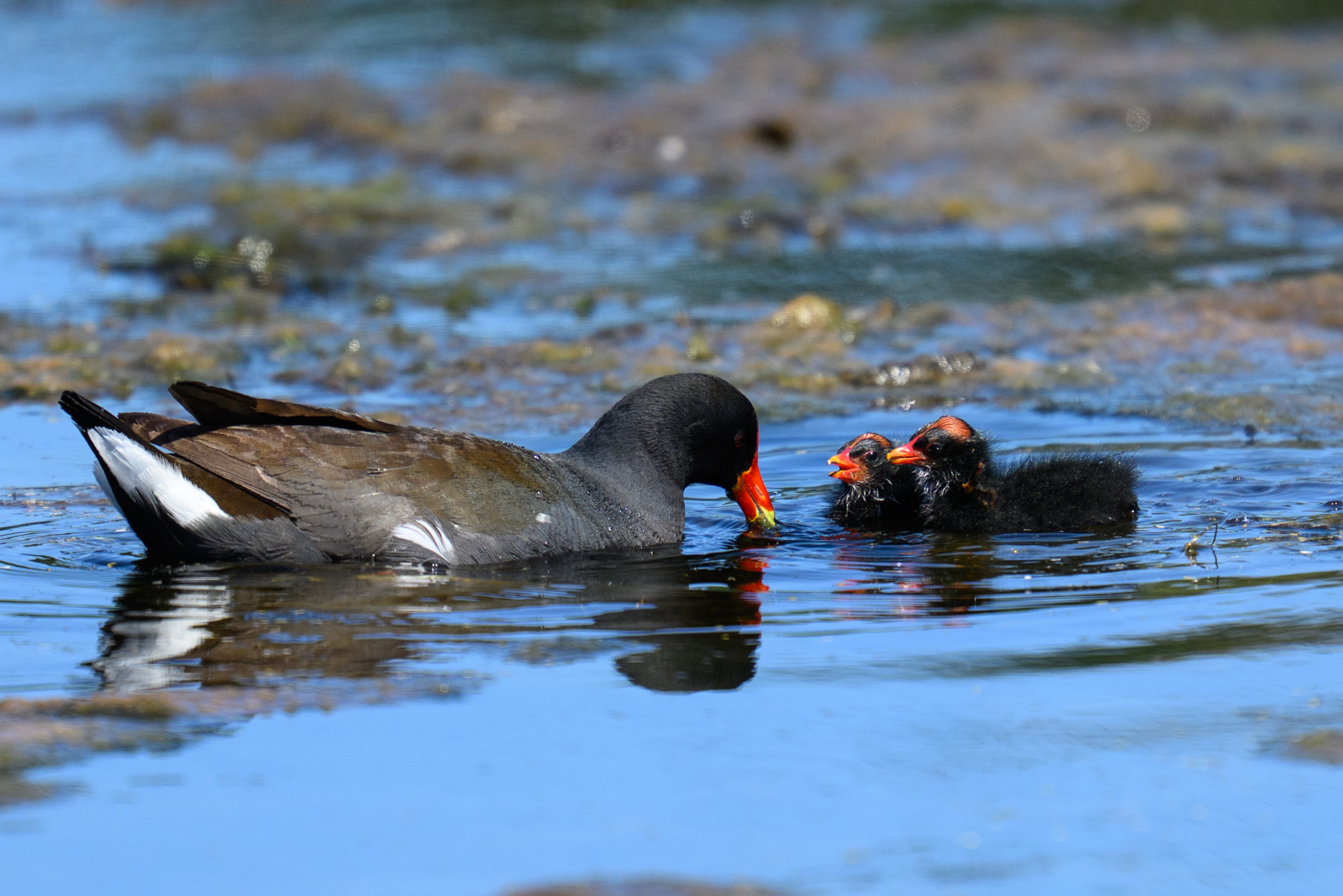 日本にもいるバン（Common Moorhen）とよく似ている。ただ、近年別種となったようでCommon Gallinuleと呼ぶ。