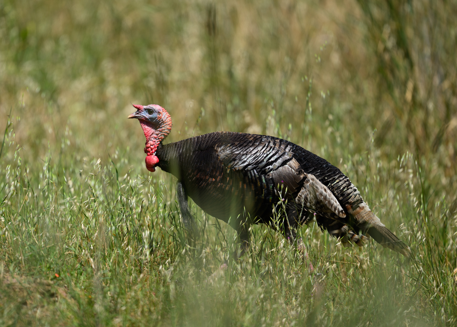 Coyote Hillsといえば、シチメンチョウ（Wild Turkey）。今日ものんびり歩いていた。