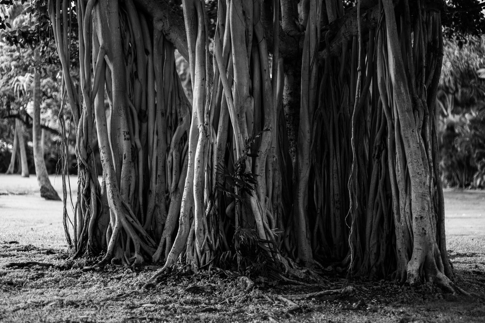 Banyan Tree. Many plants have also been introduced by humans.