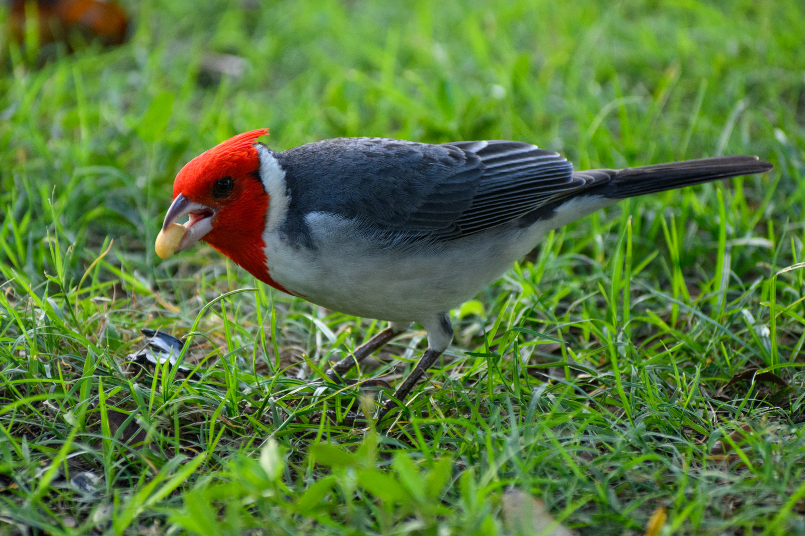 Red-crested Cardinal. Native to South America.