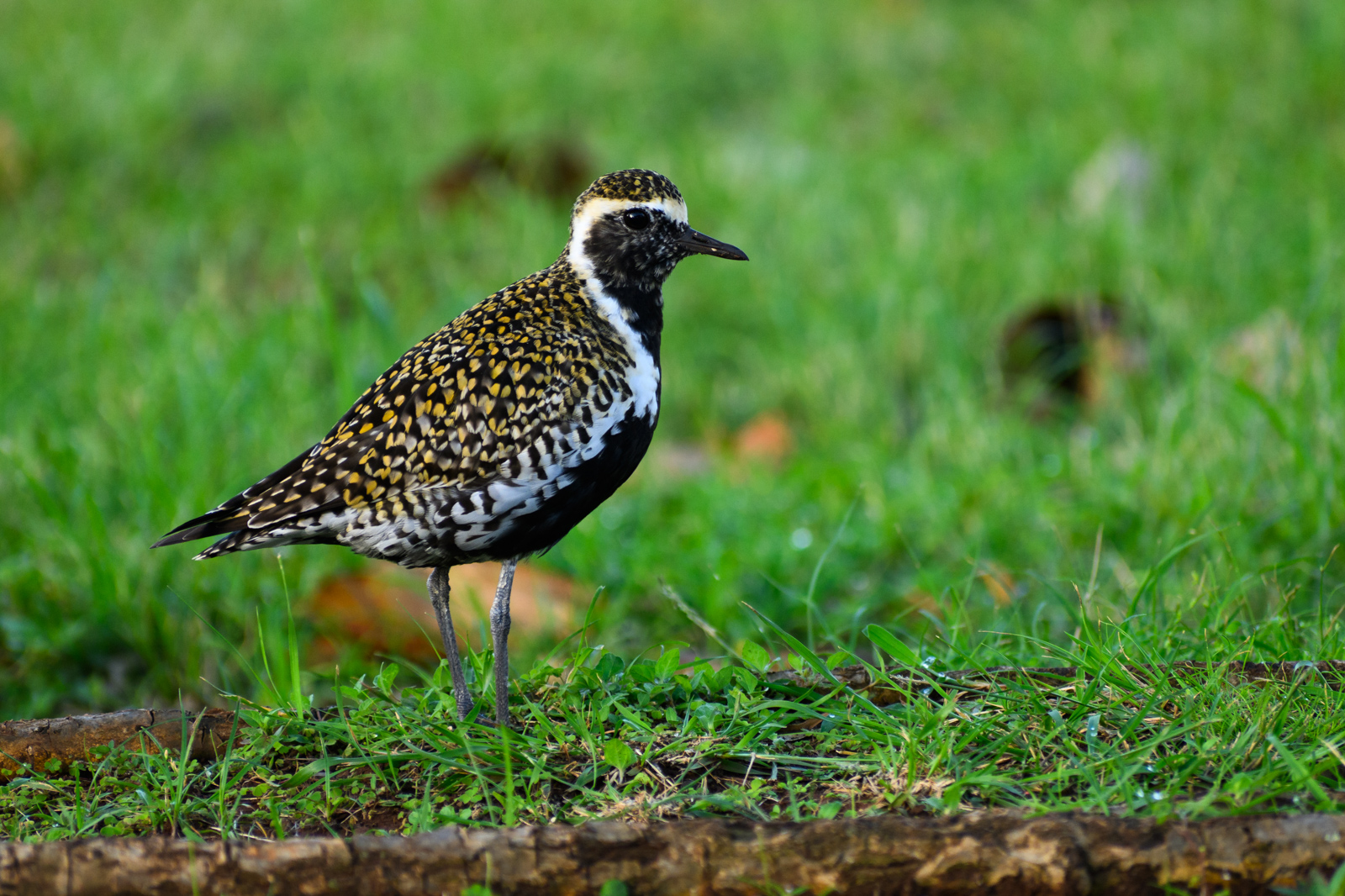 Pacific Golden Plover, a migratory visitor.