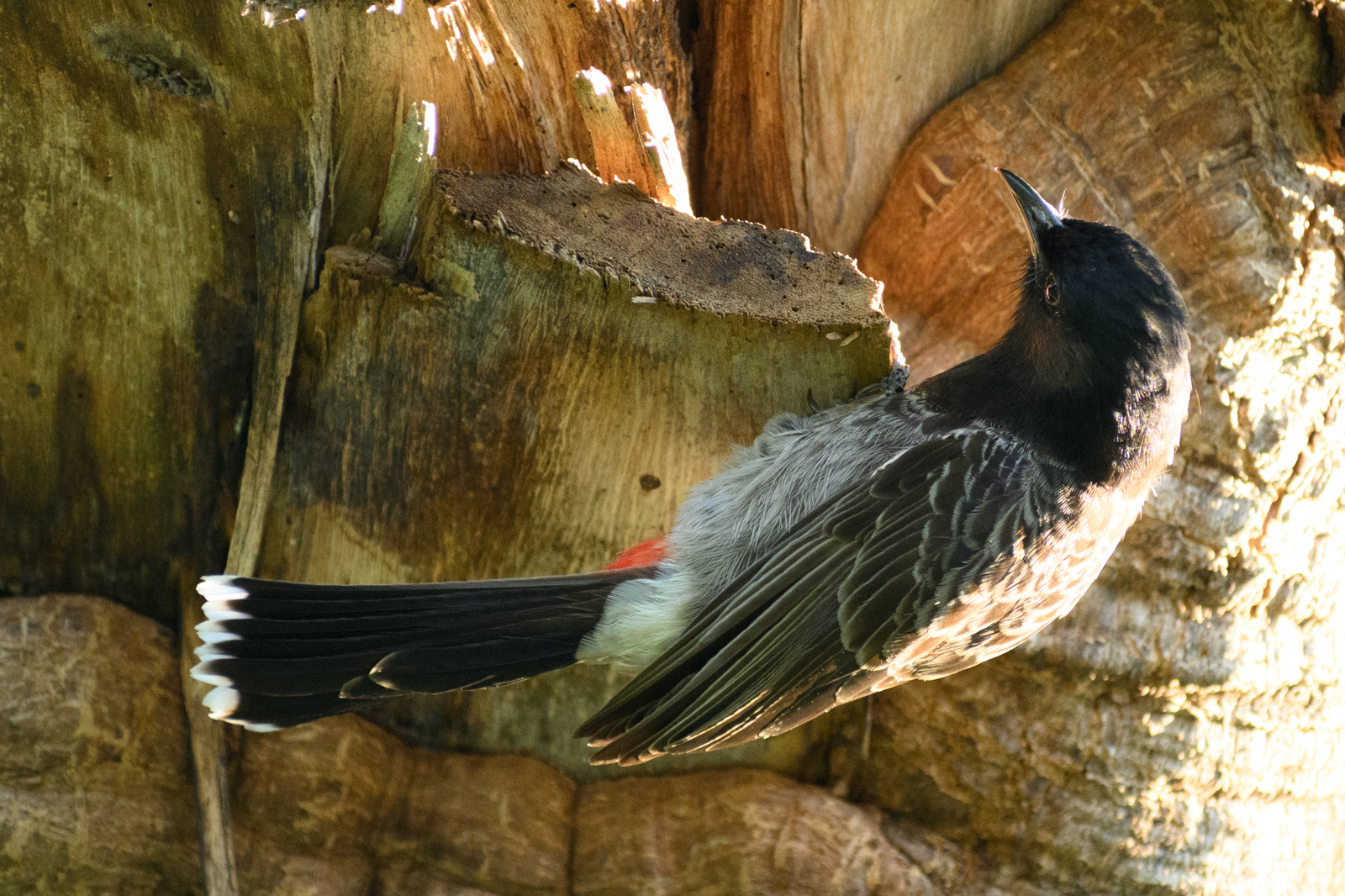 Red-vented Bulbul. Native to India and Southeast Asia.