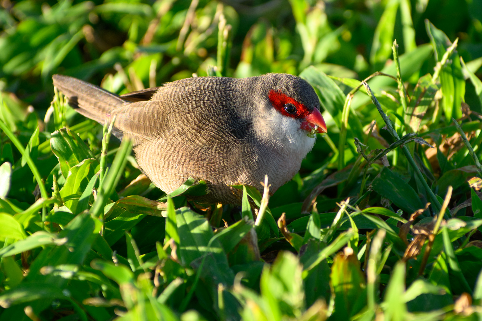Common Waxbill. Very small. Native to southern Africa.