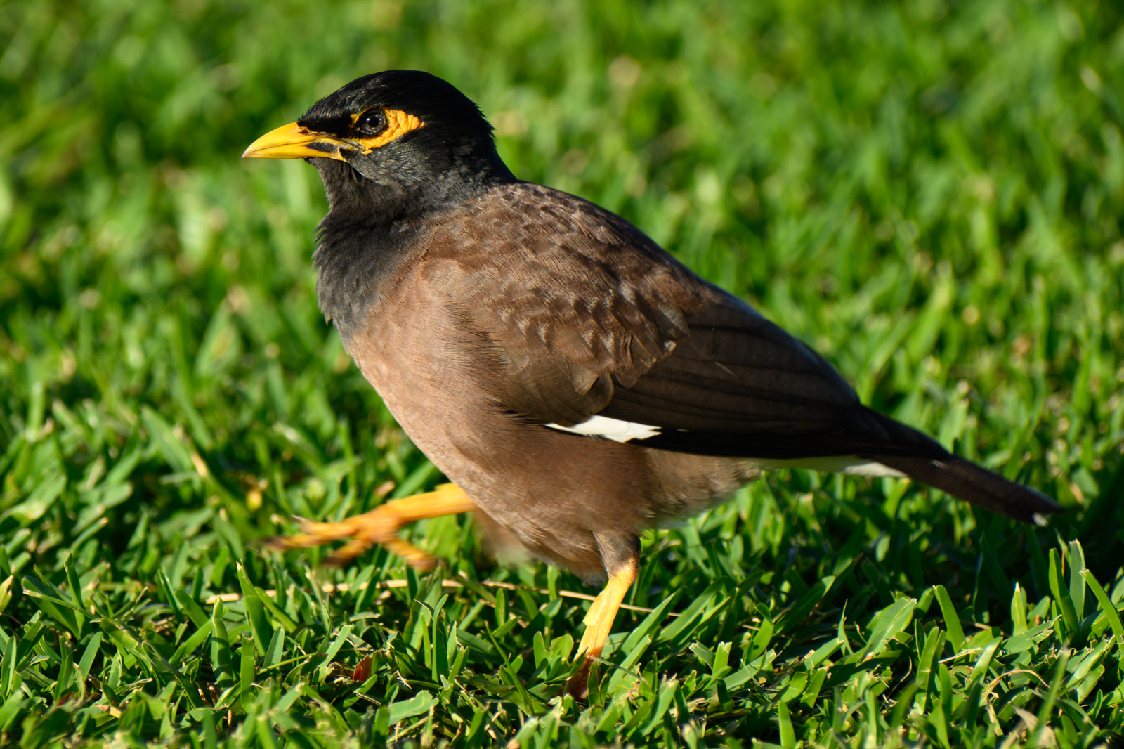 Common Myna. Native to South Asia.