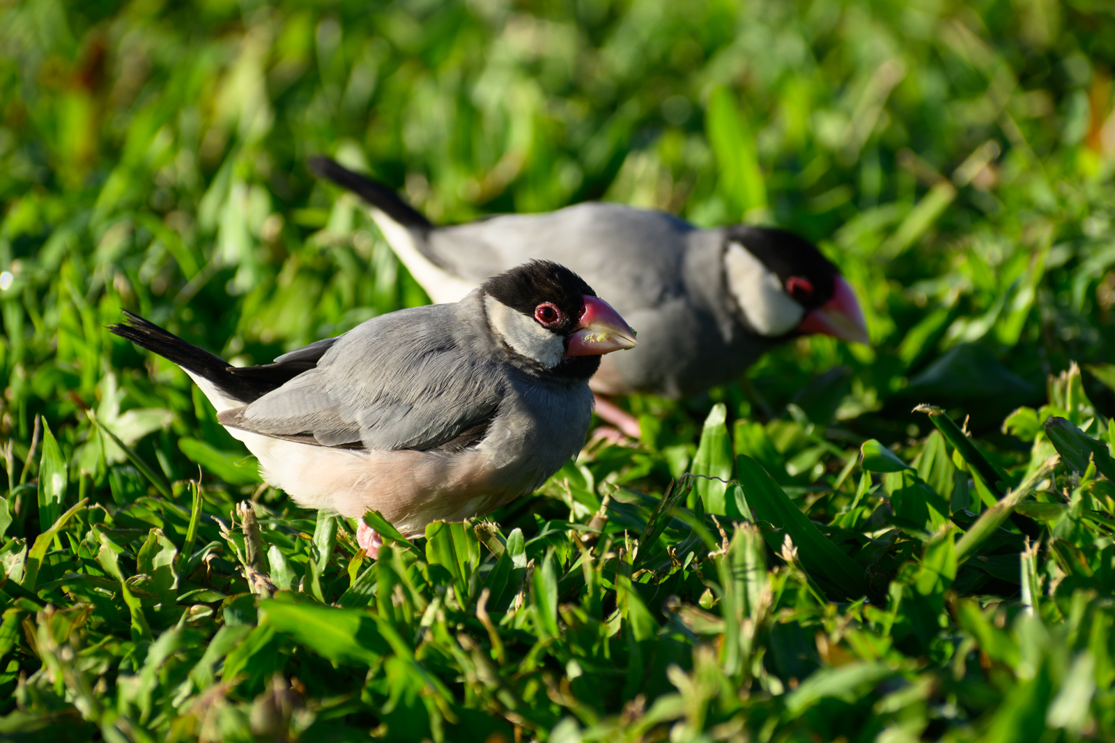 Java Sparrow. Native to Indonesia.