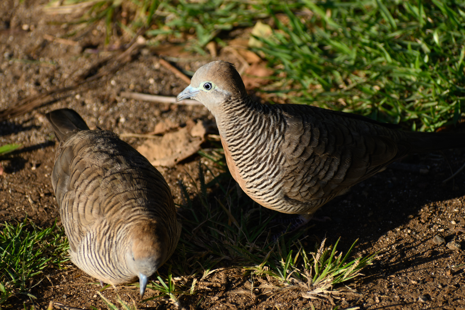 Zebra Dove. Native to Southeast Asia.