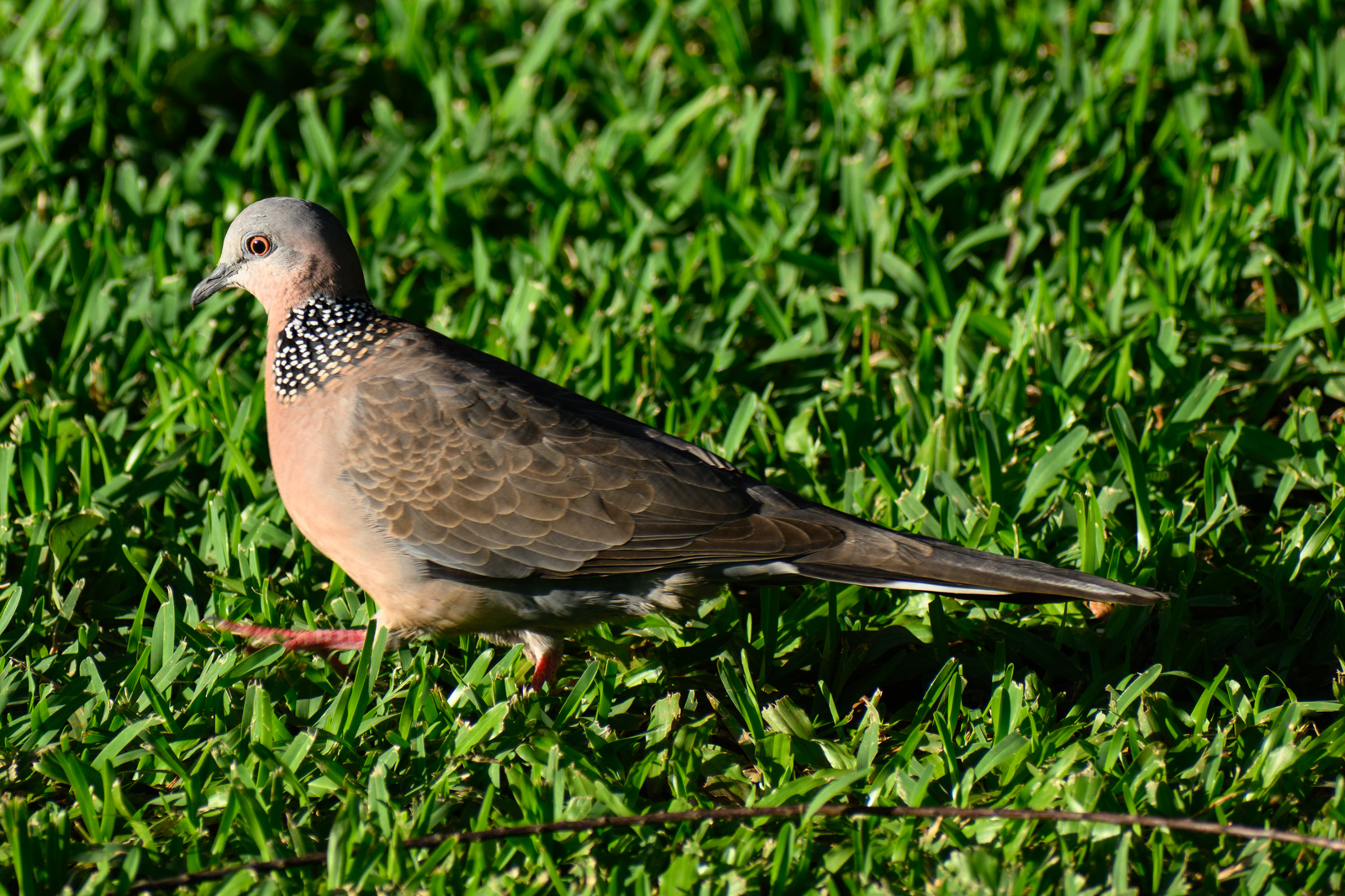Spotted Dove. Native to East Asia and surrounding regions.
