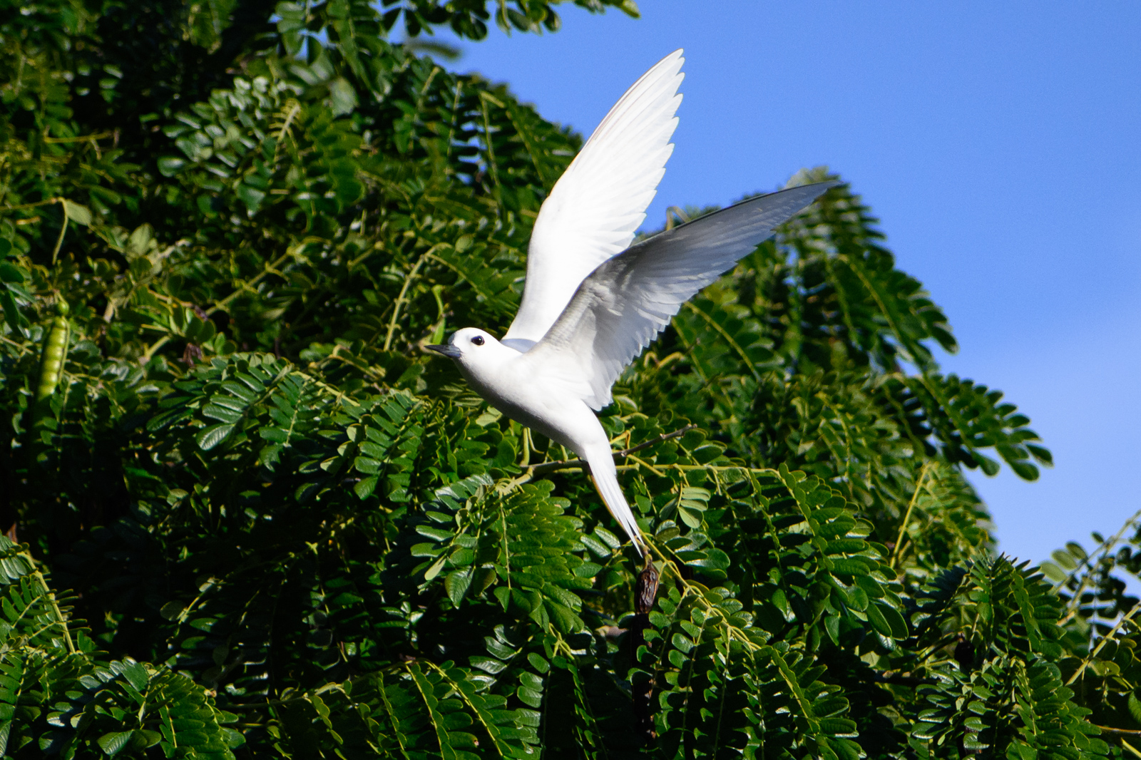 Blue-billed White Tern. Widespread across the Pacific and Indian Oceans. Not an &hellip;