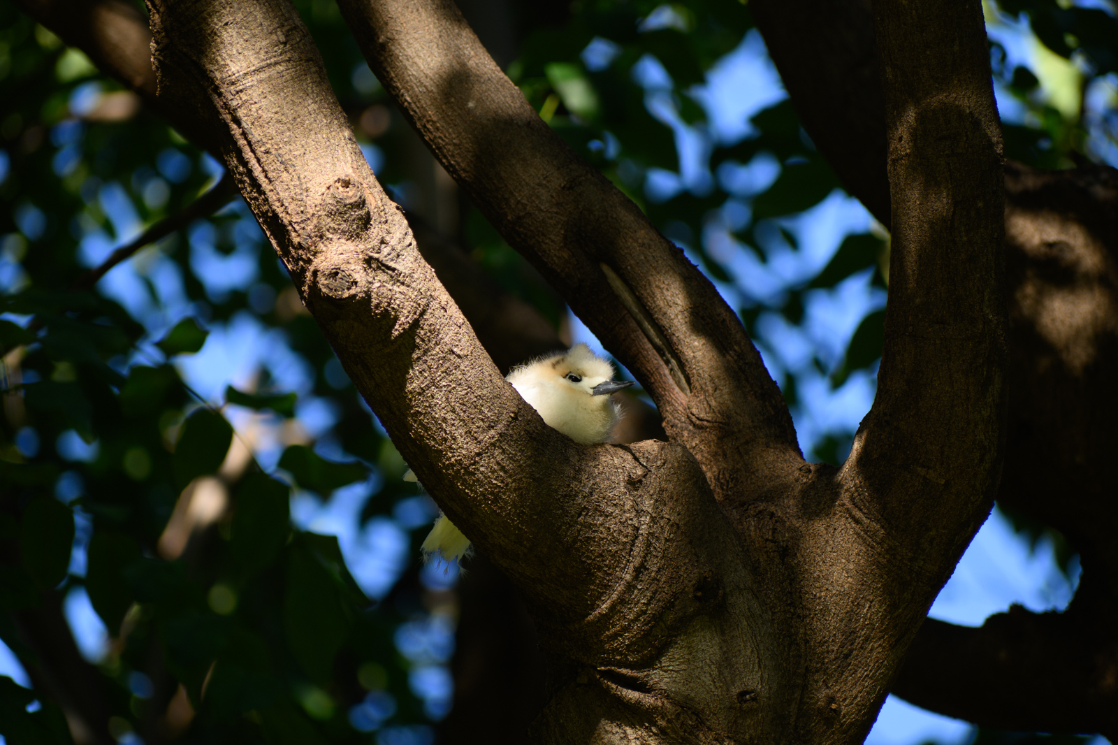 It lays a single egg in a fork of a tree branch, and the chick grows up right th&hellip;