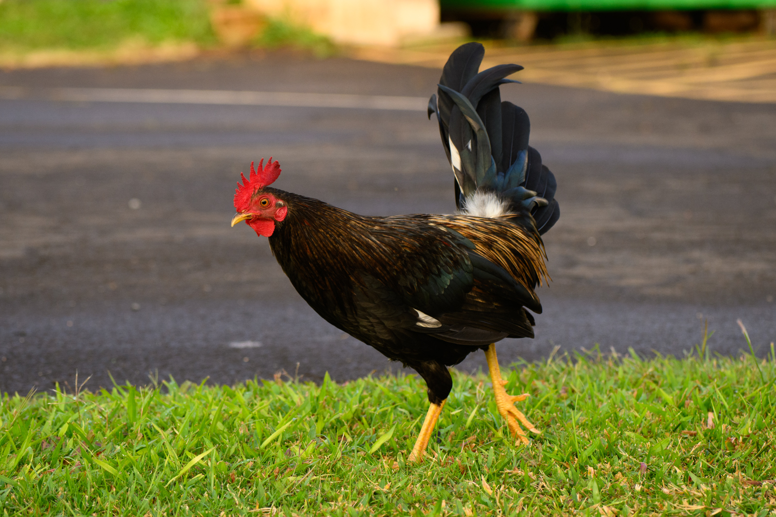 Feral chickens on Kauai. They are found all over the island.