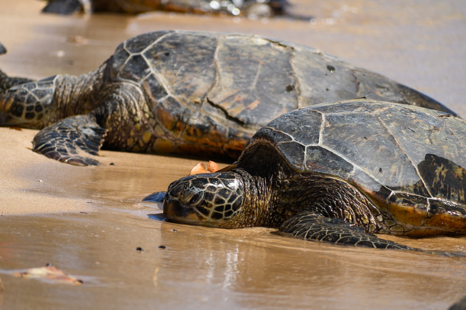 Green Sea Turtle on Kauai. They gather right next to beachgoers.