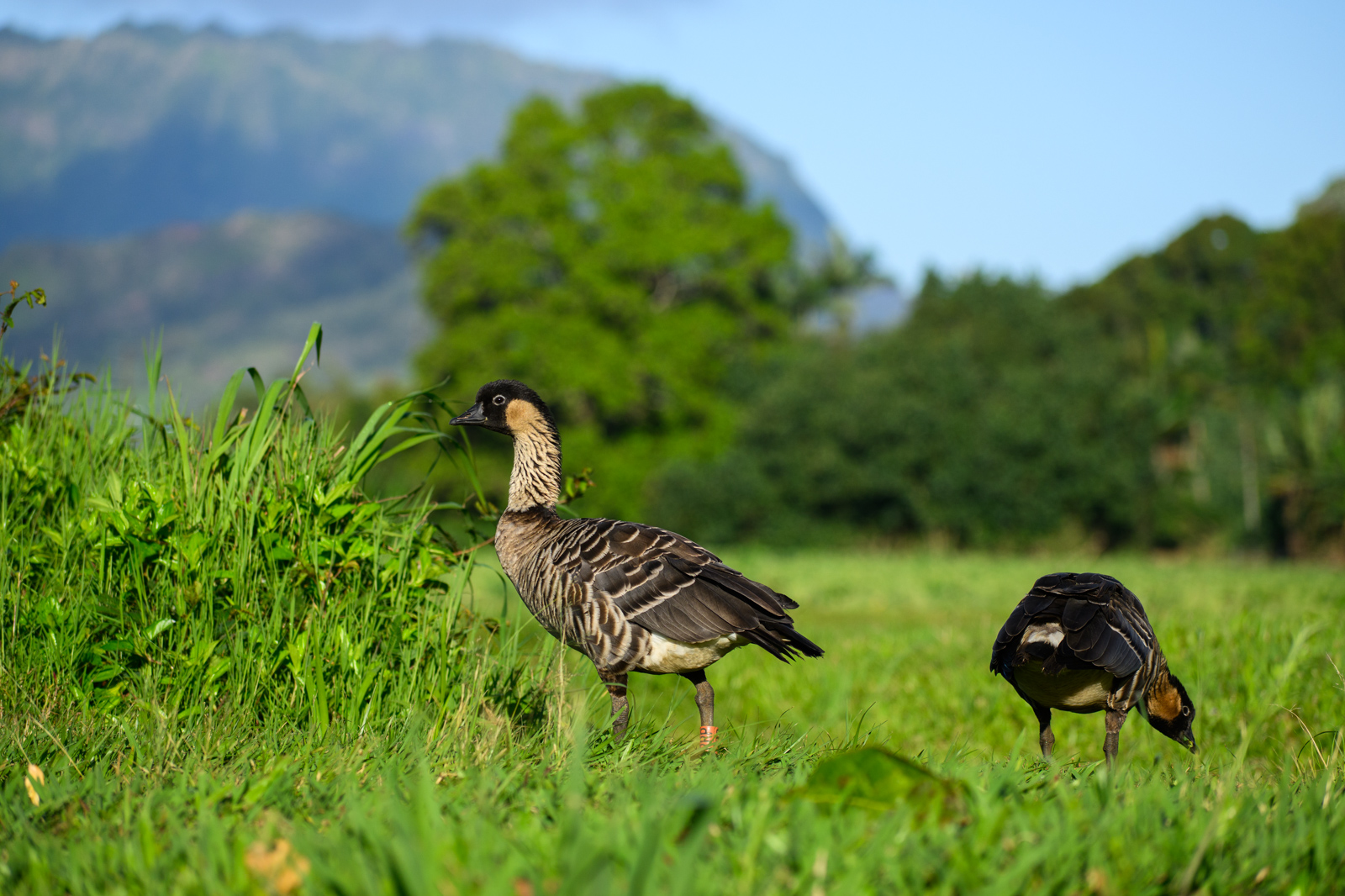 Hawaiian Goose (Nēnē), an endemic species of Hawaii.