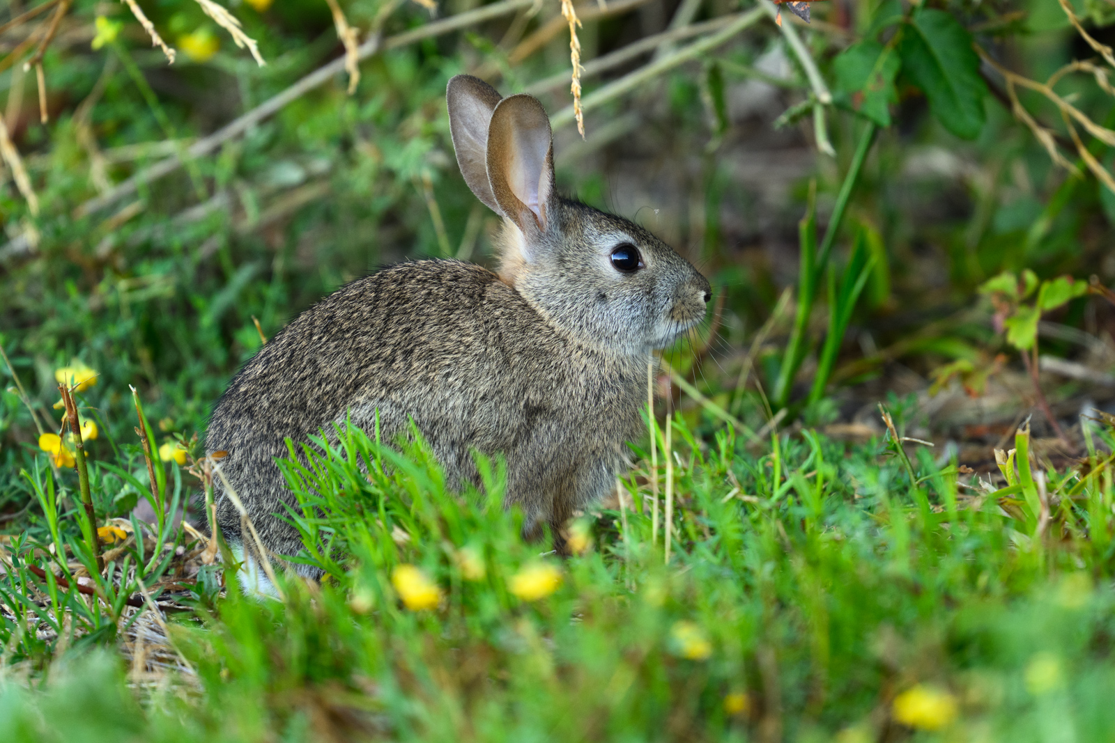ブラシウサギ(California Brush Rabbit)