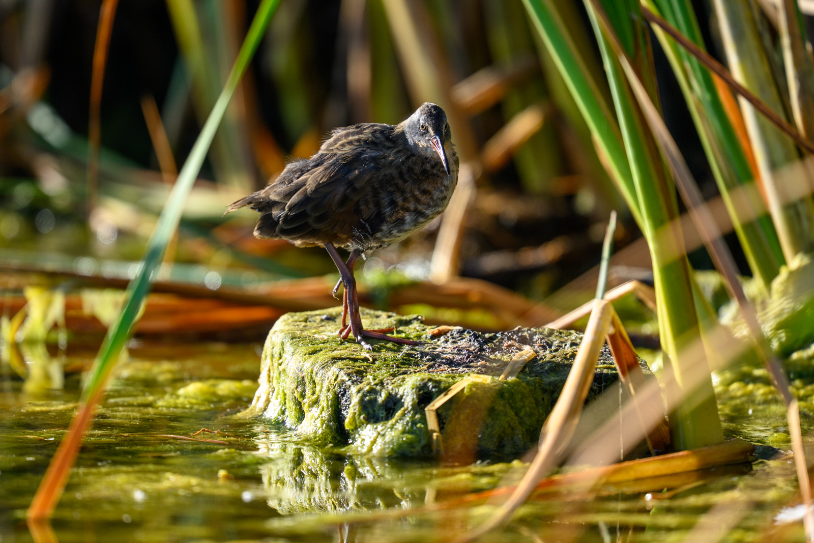 蚊に囲まれながら撮影した初見のコオニクイナ(Virginia Rail)