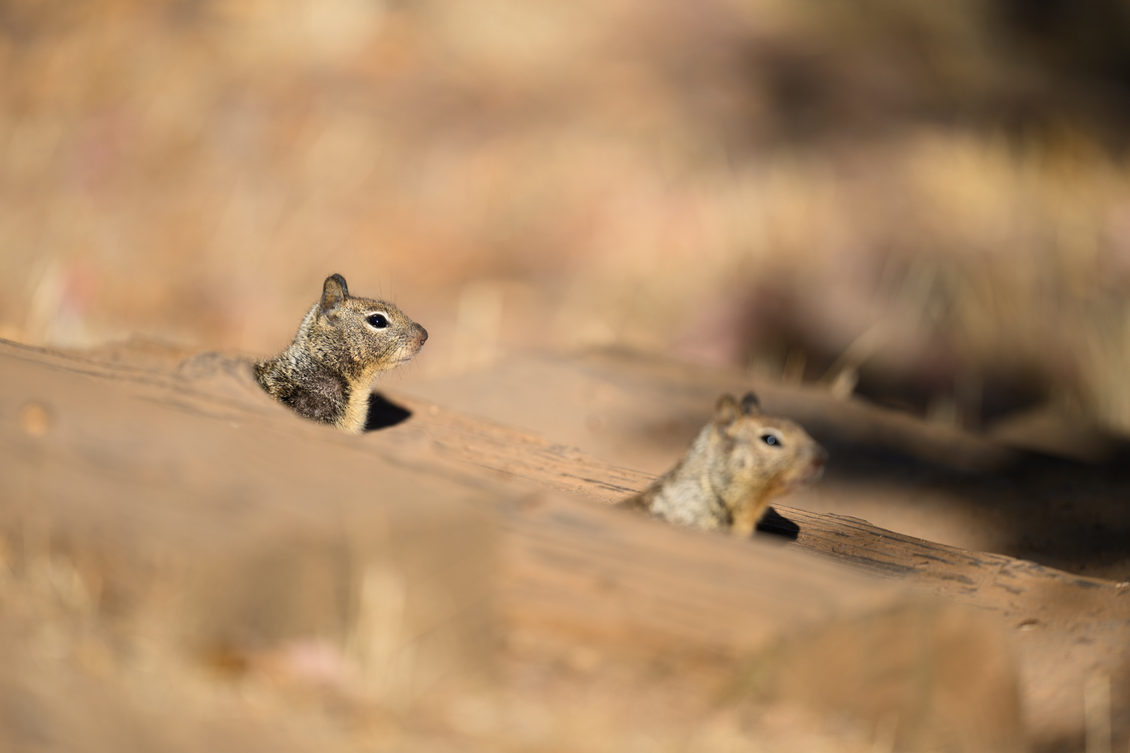 木製の階段の隙間から顔を出すカリフォルニアジリス(California Ground Squirrel)