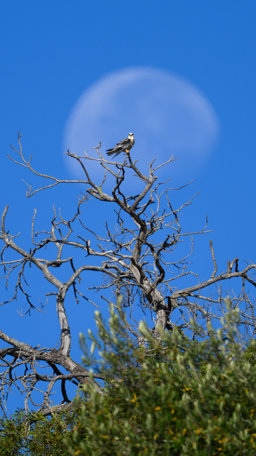 月とオジロトビ(White-tailed Kite)