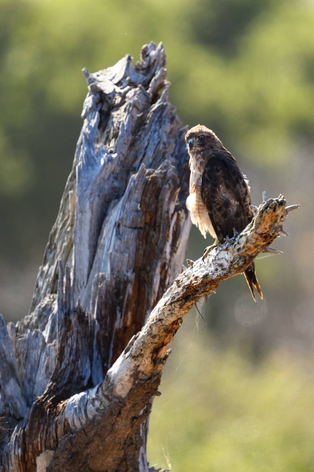 アカオノスリ(Red-tailed Hawk)