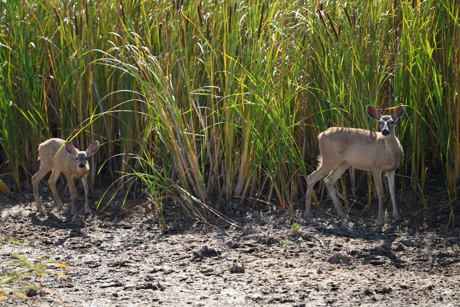 オグロジカ(Black-tailed Deer)の親子